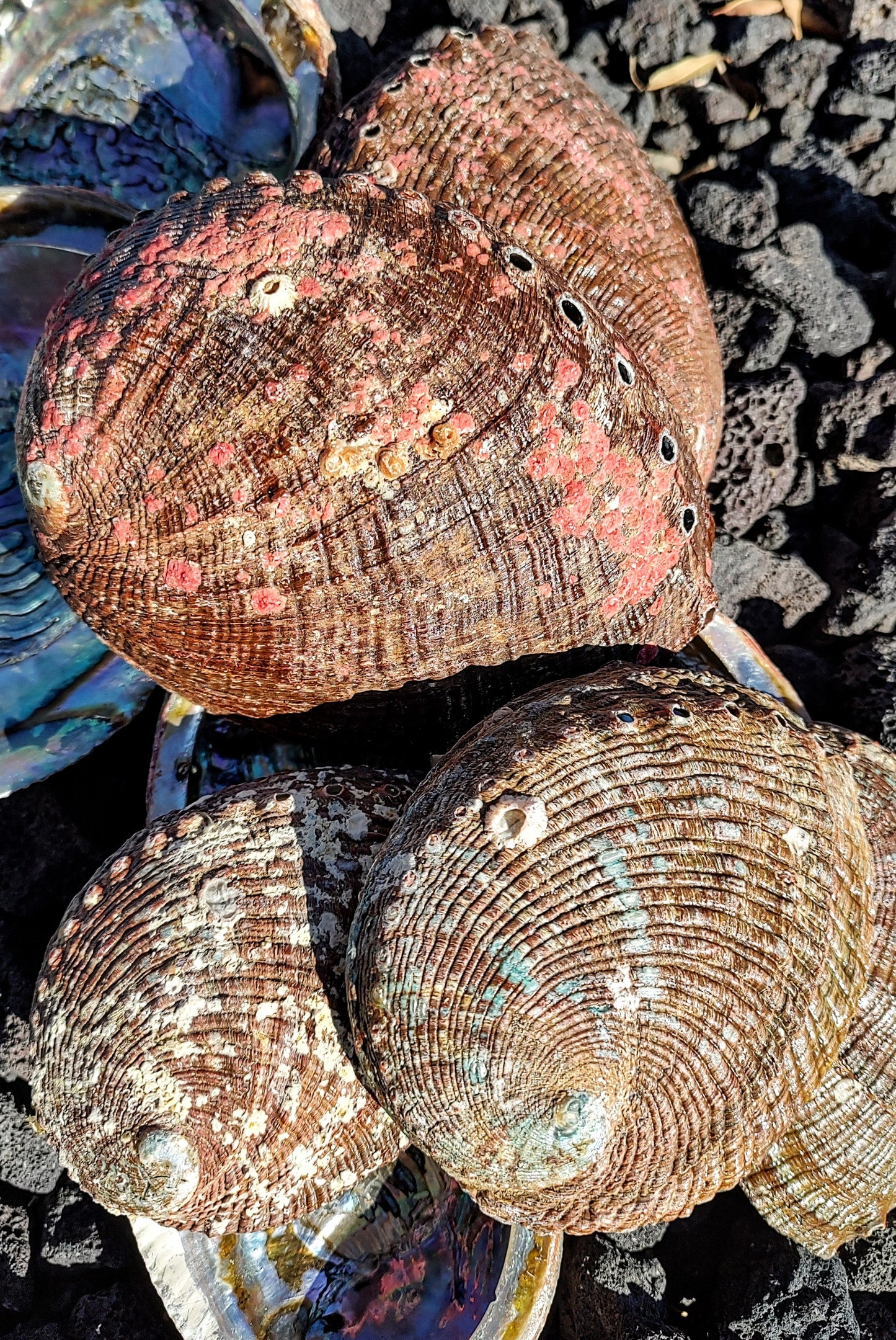 ABALONE SHELL INCENSE BOWL