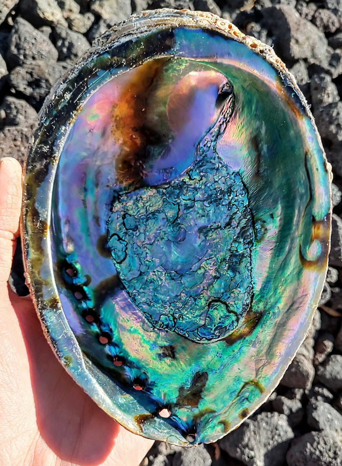 ABALONE SHELL INCENSE BOWL